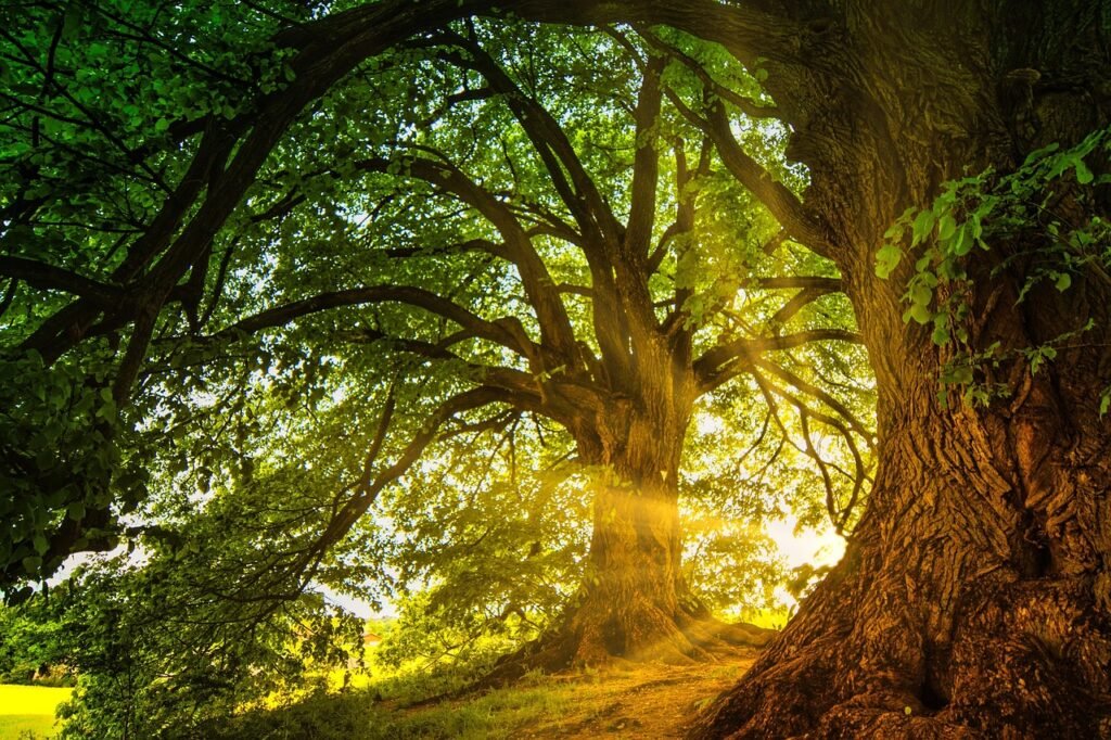trees, nature wallpaper, sunbeams, nature, serenity, ancient, majestic, roots, nature background, greenery, tranquil, oak, twilight, beautiful nature, enchanted, magical, hd wallpaper, desktop wallpaper
